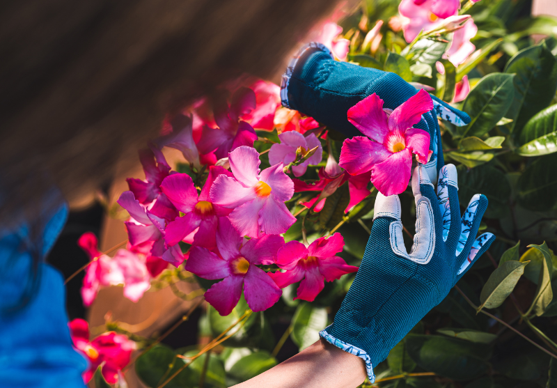 Planting Tips for a Vibrant Spring Garden