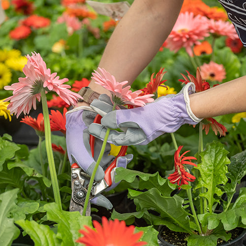 Planter Purple Gloves | Digz Gardening