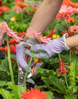 Planter Purple Gloves