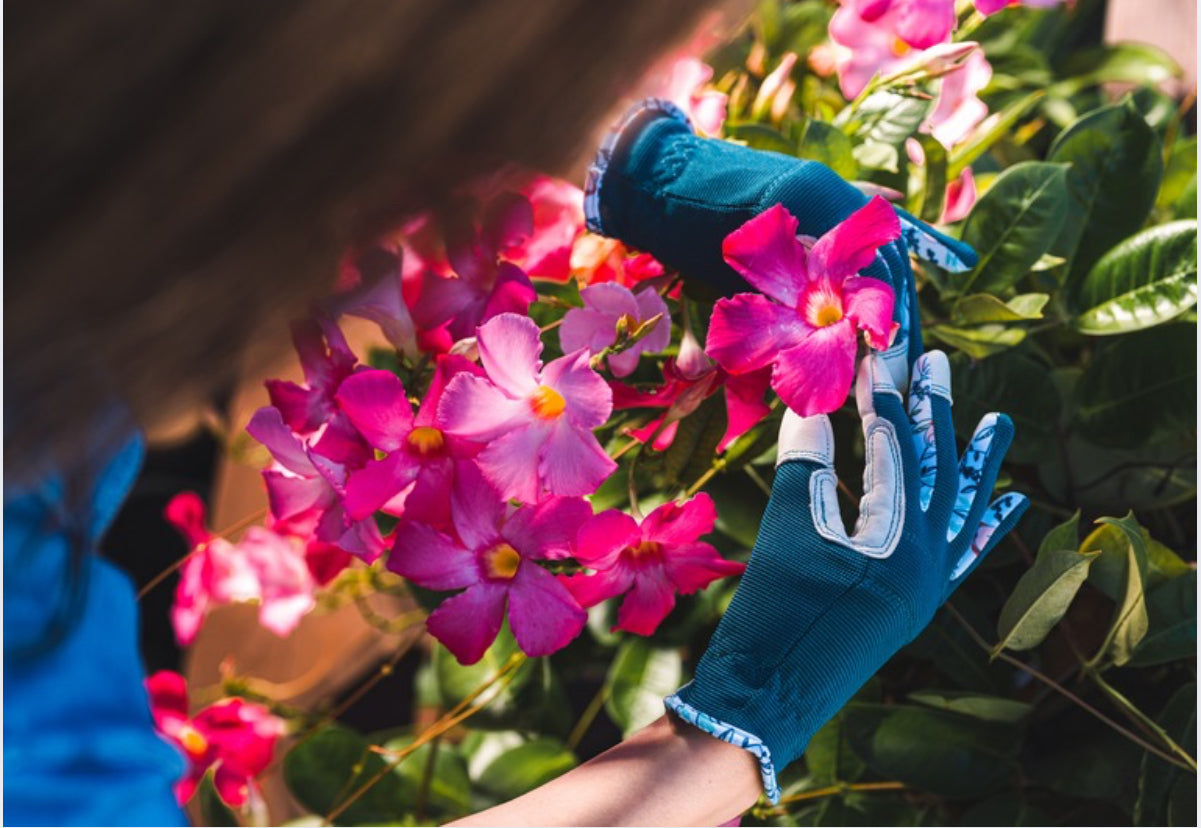 deadheading blooms in a garden