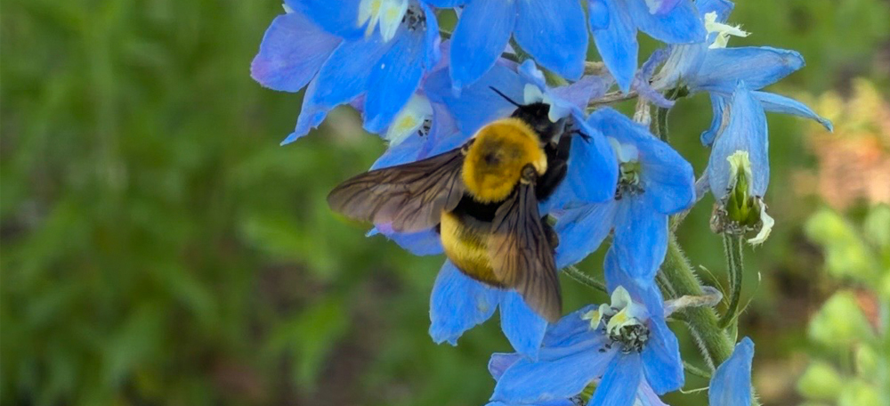 How to Create a Pollinator-Friendly Garden: 6 Simple Tips