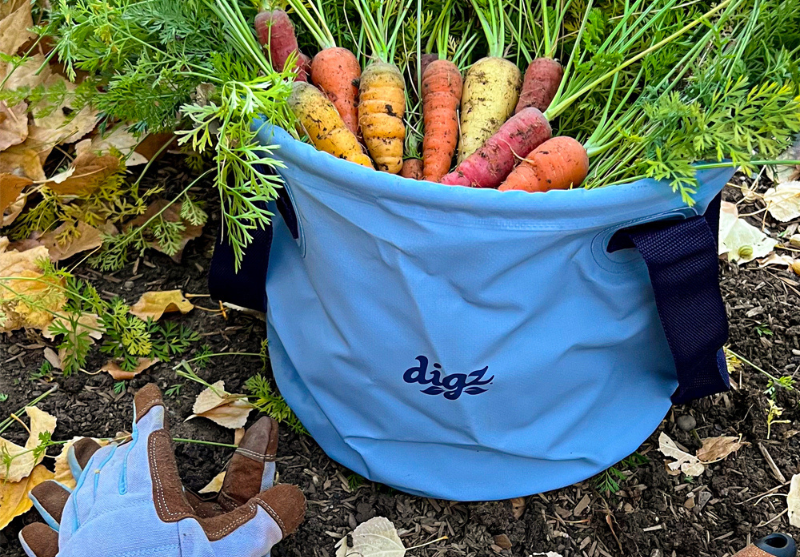 digz garden tote used for harvesting carrots