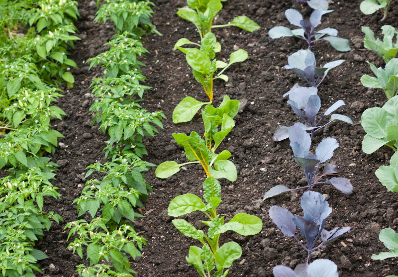 Understanding Gardening Zones: Find the Right Plants for Your Region