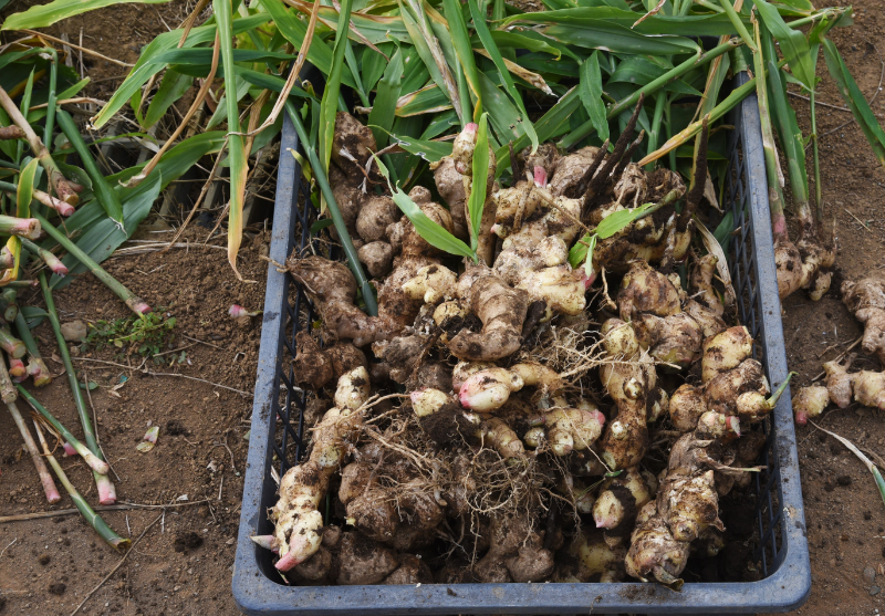 From Garden to Wellness: Harvesting Ginger + Homemade Ginger Immunity Shots