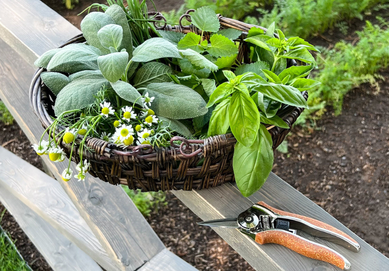 herbs from the garden in a pot
