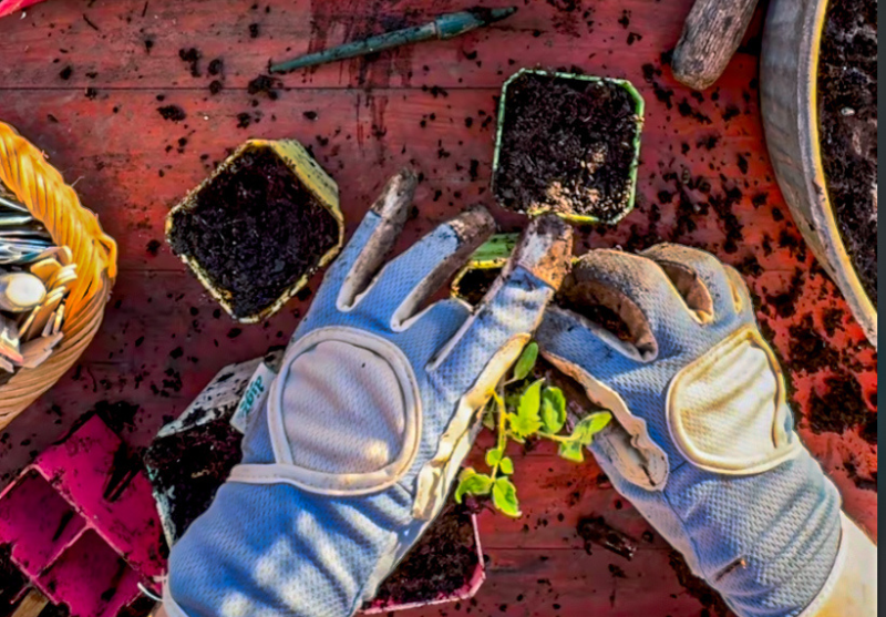 Simple Seed-Starting for Beginners: A Repeatable Method for Strong Seedlings