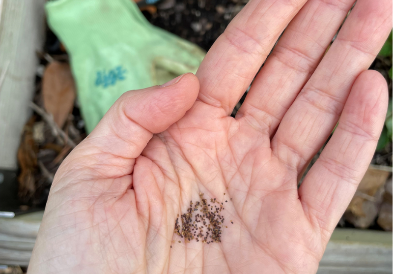 The Secret to Stunning Spring Poppies: Why You Should Plant Seeds Now