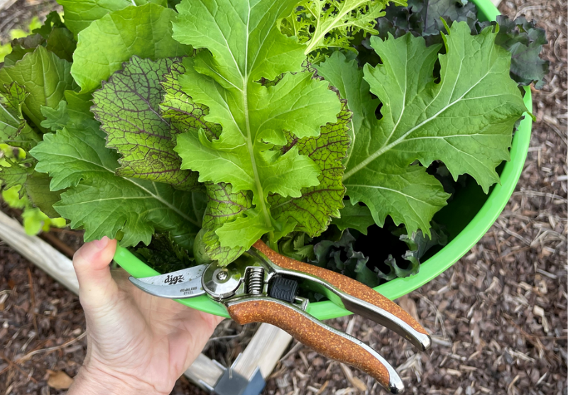 Never Buy Salad Again: How to Harvest Lettuce for a Continuous Supply