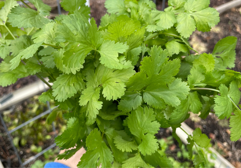 Cilantro Growing Tips: How to Grow More and Bolt Less