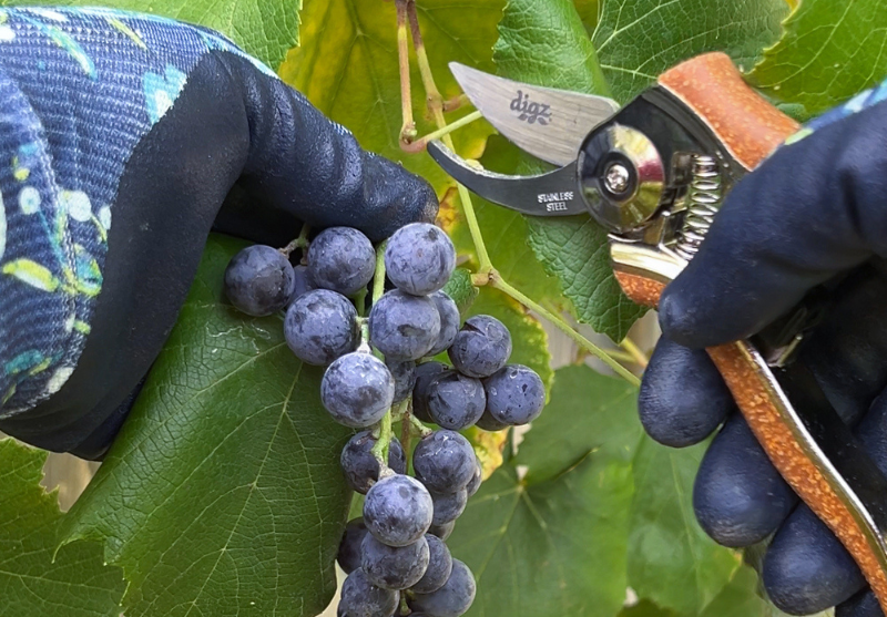 digz snips harvesting grapes
