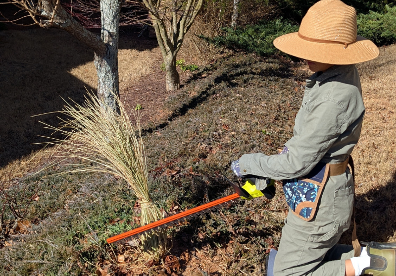 4 Garden Tasks to Do in March (Zone 8)